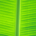 Banana leaf