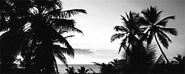 Palm trees & Indian Ocean, Kovalam, January 2000