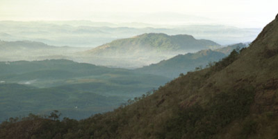 morning mist, cardamom hills