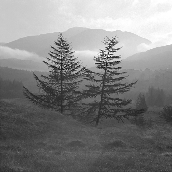 larches, morning mist