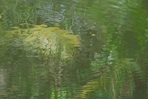 water reflections, Kerala backwaters